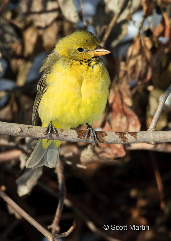 Western Tanager 03