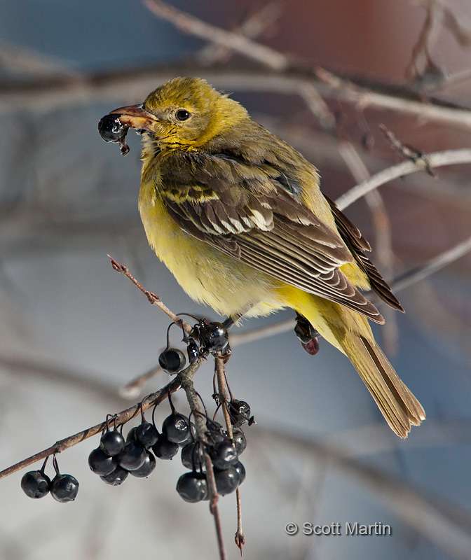 Western Tanager 04