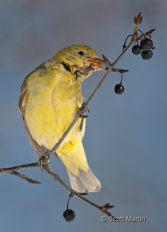 Western Tanager 06