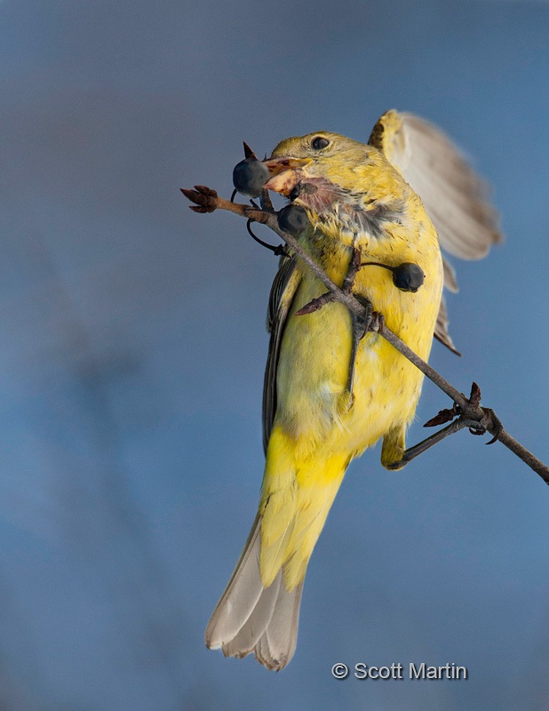 Western Tanager 07