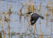 Belted Kingfisher