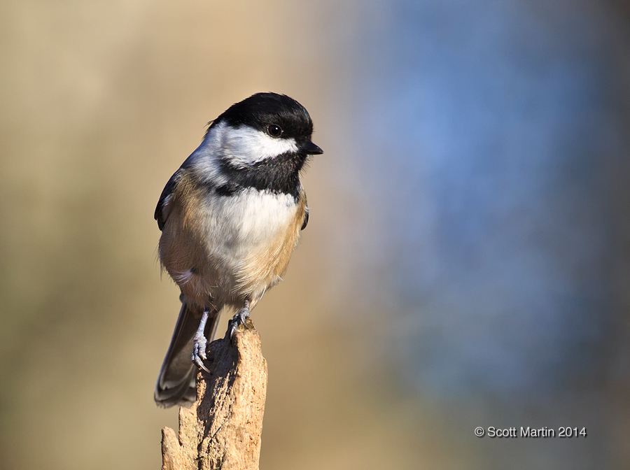 Chickadee 23