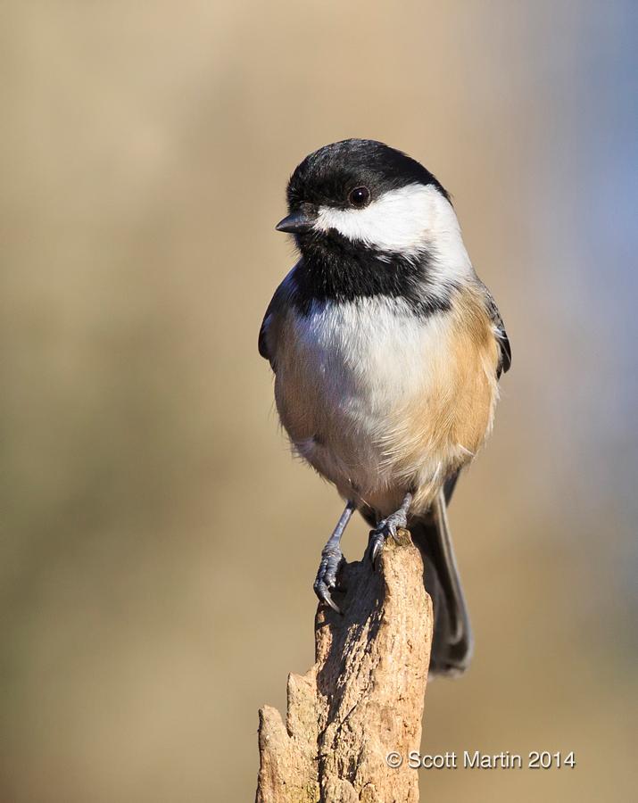 Chickadee 24