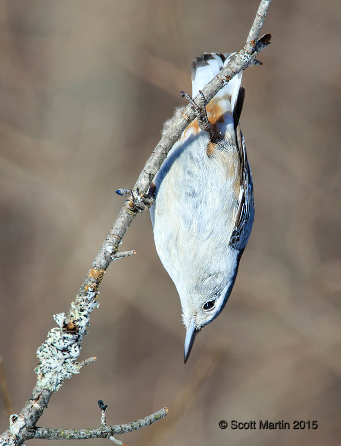 Nuthatch-wb 18