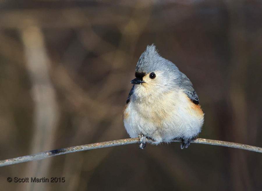 Tufted Titmouse 04