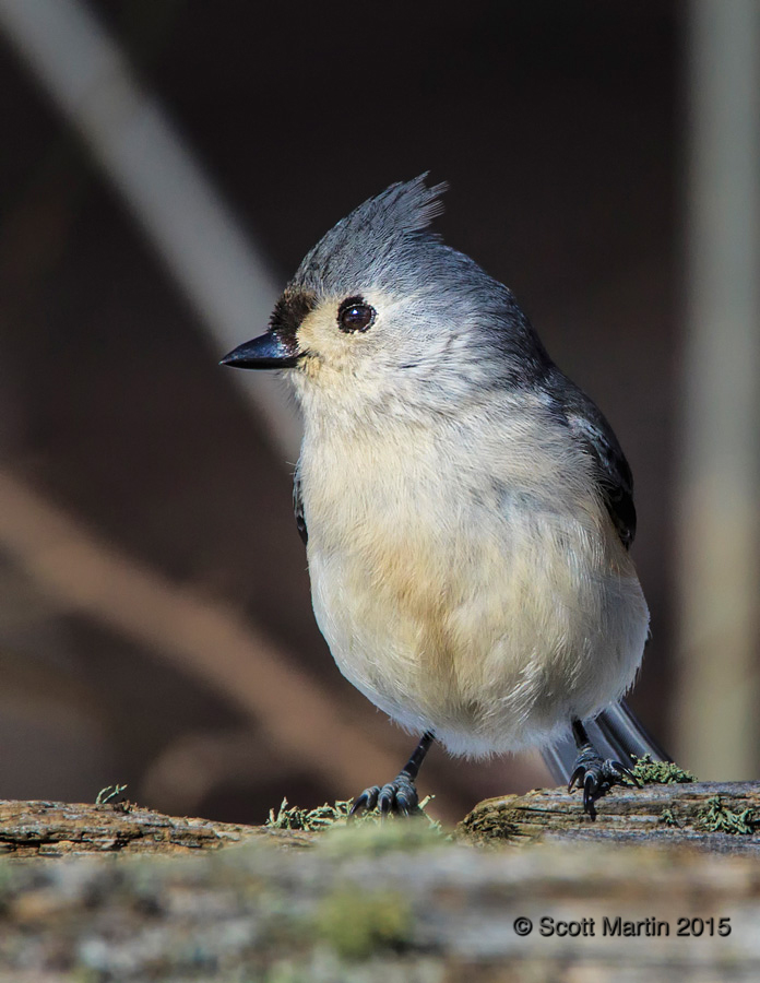 Tufted Titmouse 05