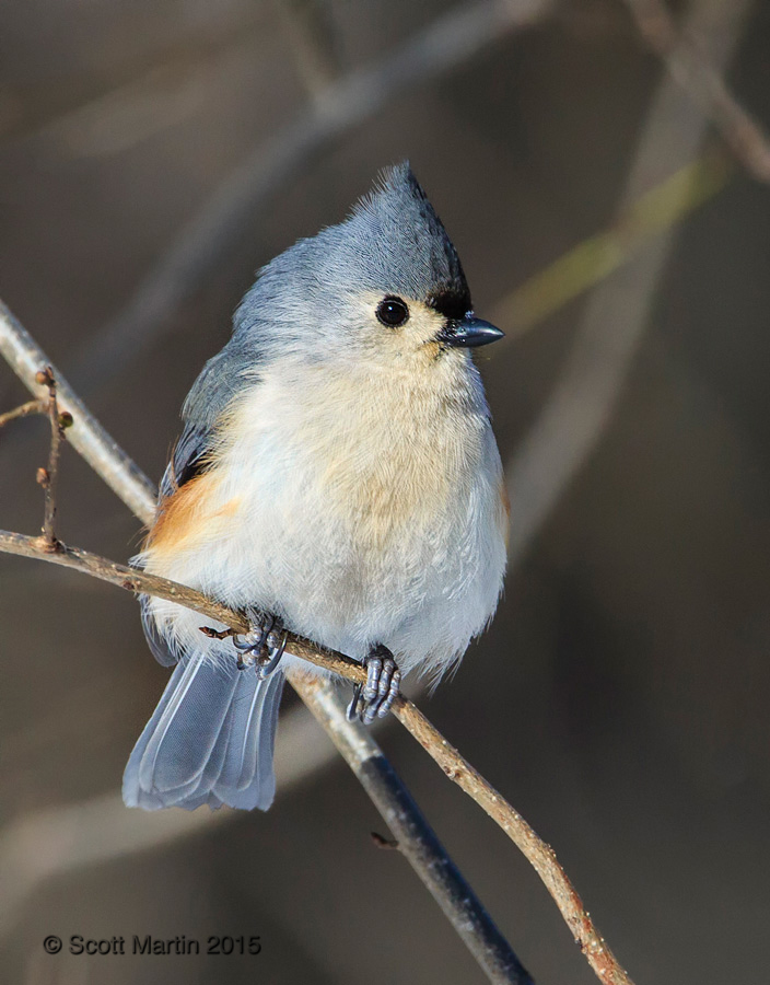 Tufted Titmouse 06