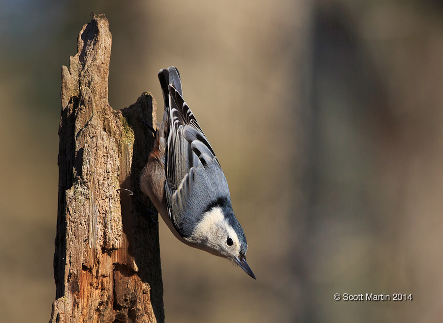 Nuthatch-wb 14