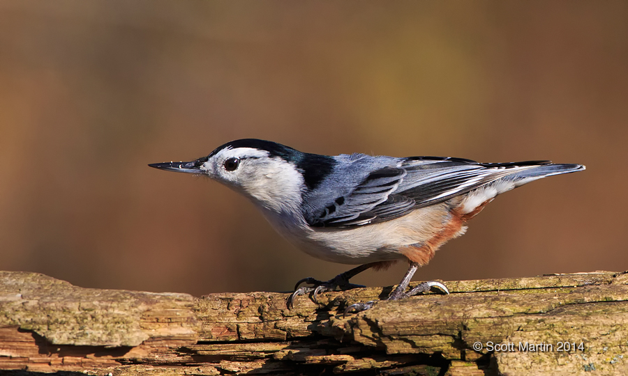 Nuthatch-wb 16