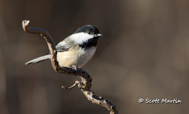 chickadee-19