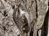 brown-creeper-01