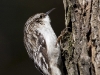 brown-creeper-02