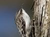 brown-creeper-03