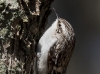 brown-creeper-04
