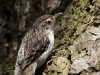 brown-creeper-05