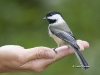chickadee-01