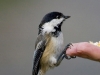 chickadee-02