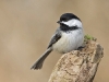chickadee-03