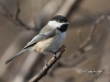chickadee-04