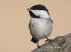 chickadee-05