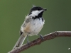 chickadee-06