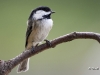 chickadee-07