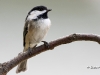 chickadee-08