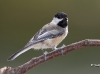 chickadee-09