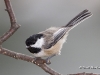 chickadee-10