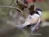 chickadee-11