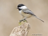 chickadee-12