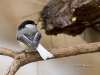 chickadee-13