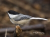 chickadee-14