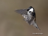 chickadee-15
