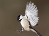 chickadee-16