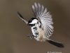 chickadee-17