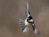 chickadee-18