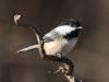 chickadee-19