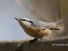 nuthatch-rb-01