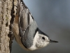 nuthatch-wb-01