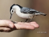 nuthatch-wb-02