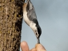 nuthatch-wb-03