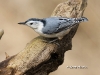 nuthatch-wb-04
