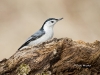 nuthatch-wb-05