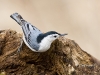 nuthatch-wb-06