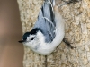 nuthatch-wb-07