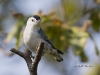 nuthatch-wb-08
