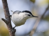 nuthatch-wb-09