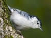 nuthatch-wb-10