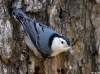 nuthatch-wb-11